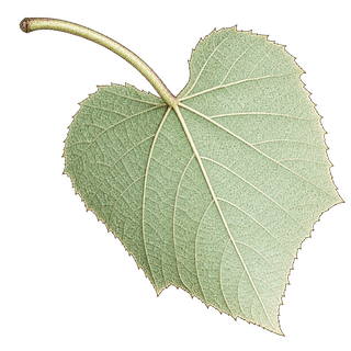 Vitis cinerea grape cluster