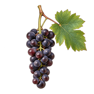 Vitis coignetiae grape cluster