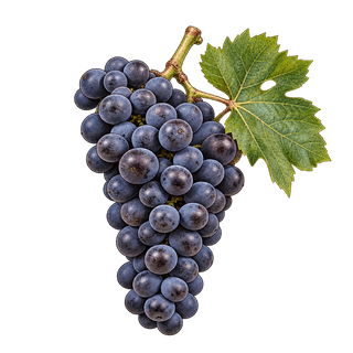 Vranec grape cluster