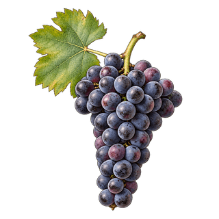 Xinomavro grape cluster