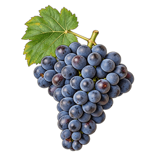 Žametovka grape cluster