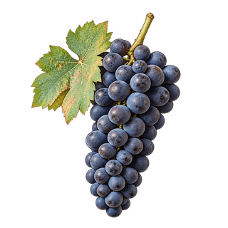 Zinfandel grape cluster
