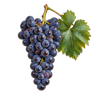 Zweigelt grape cluster